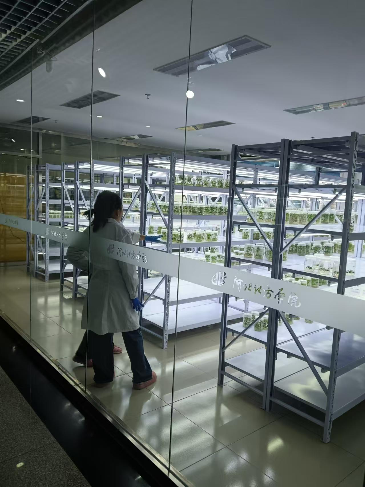 重庆植物组培室设计的基本布局有哪些?